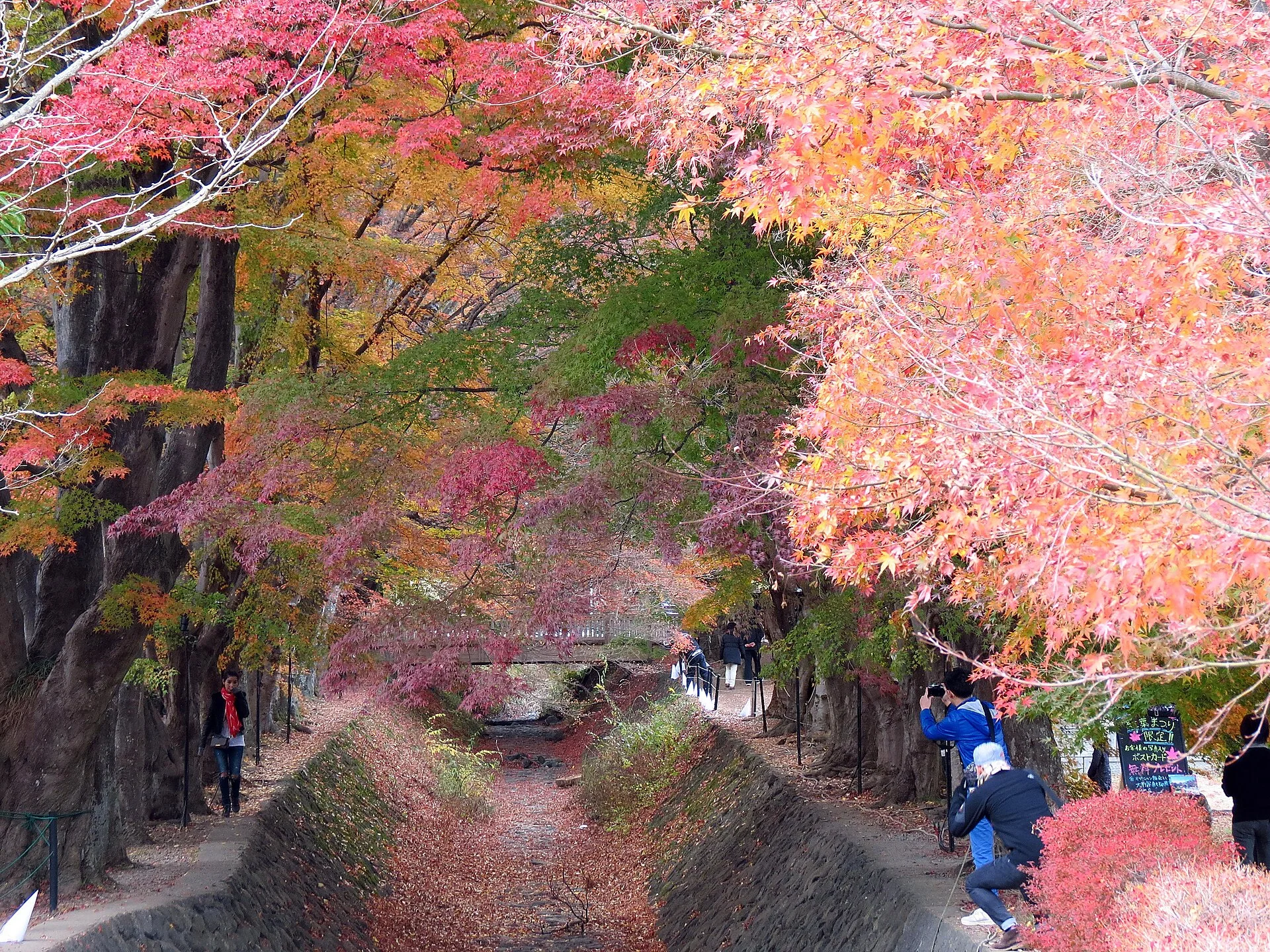 Lake Kawaguchi Maple Corridor in autumn, where the late illumination window can justify sleeping on the north shore