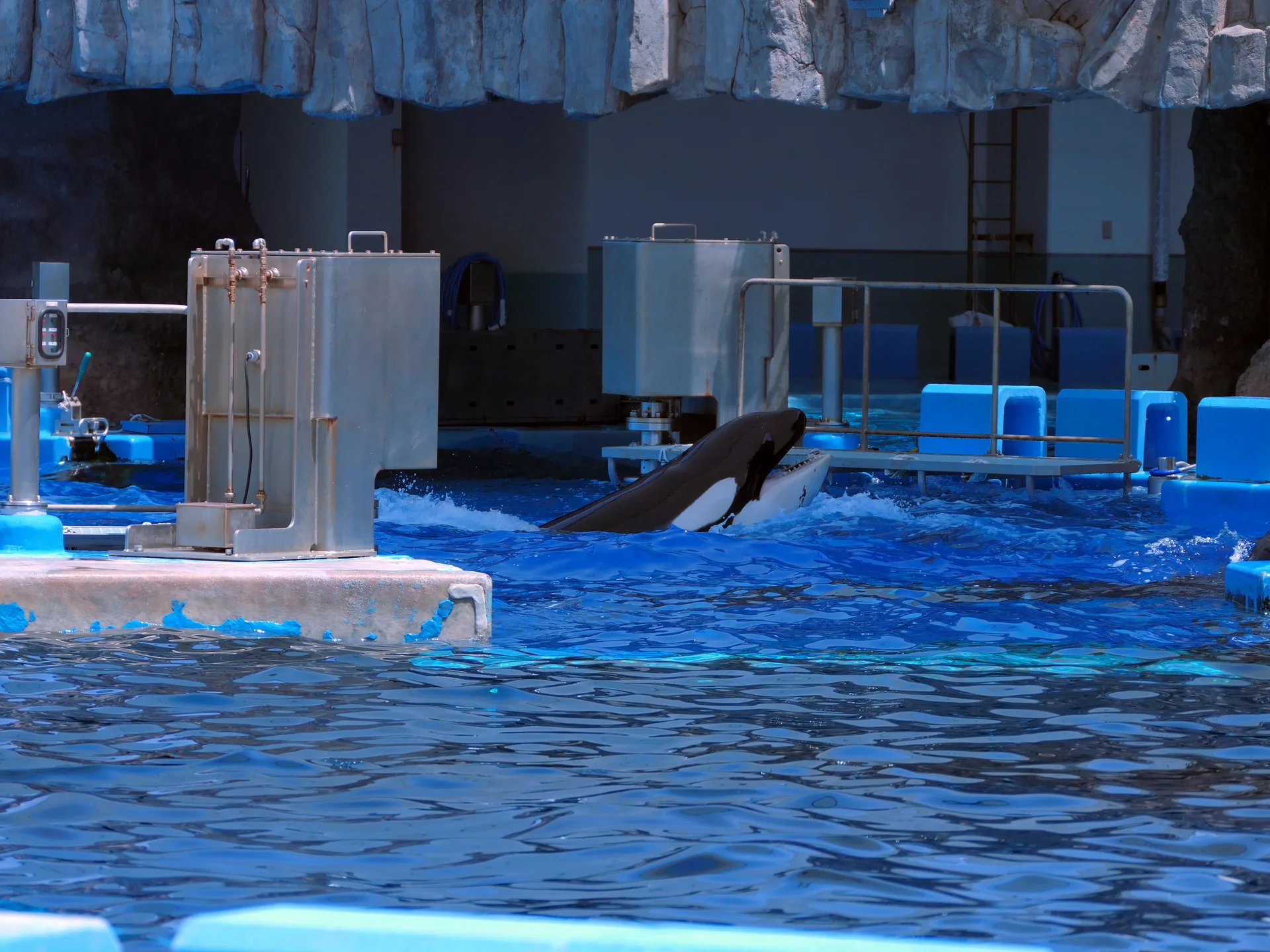 Killer-whale public training at Port of Nagoya Public Aquarium; programs can change with animal condition