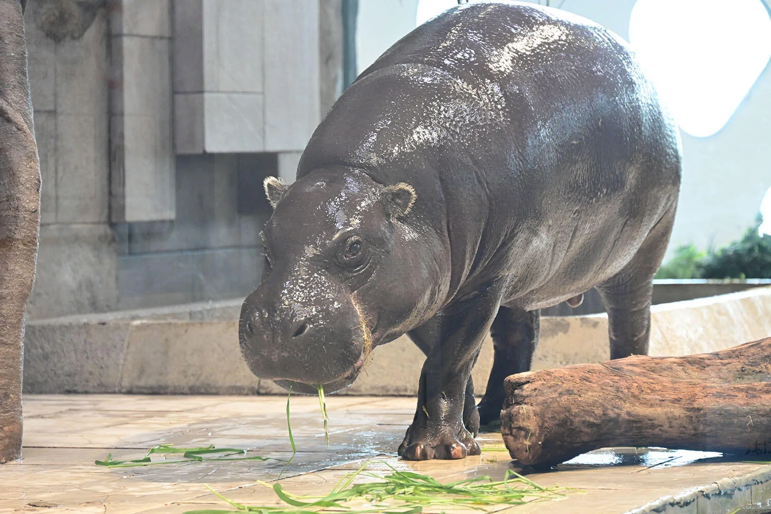 NIFREL Isn’t a Kaiyukan Substitute — The Detour to Expo Park Is the Part You Need to Price In — Japan travel guide