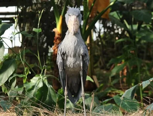 Shoebill exhibit inside Kobe Animal Kingdom