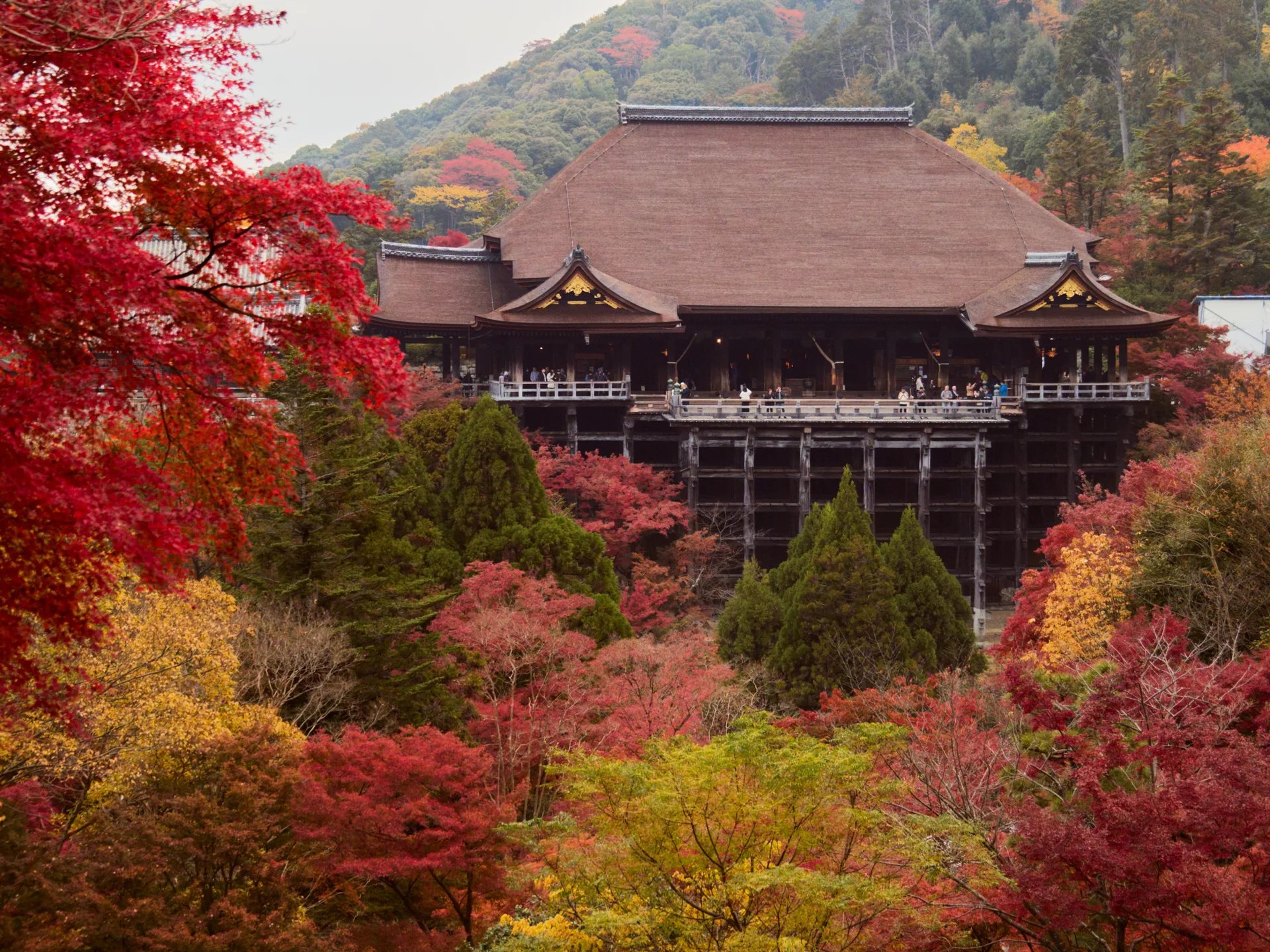 Japan Autumn Leaves Plan B: When Color, Weather or Transport Fails — Japan travel guide