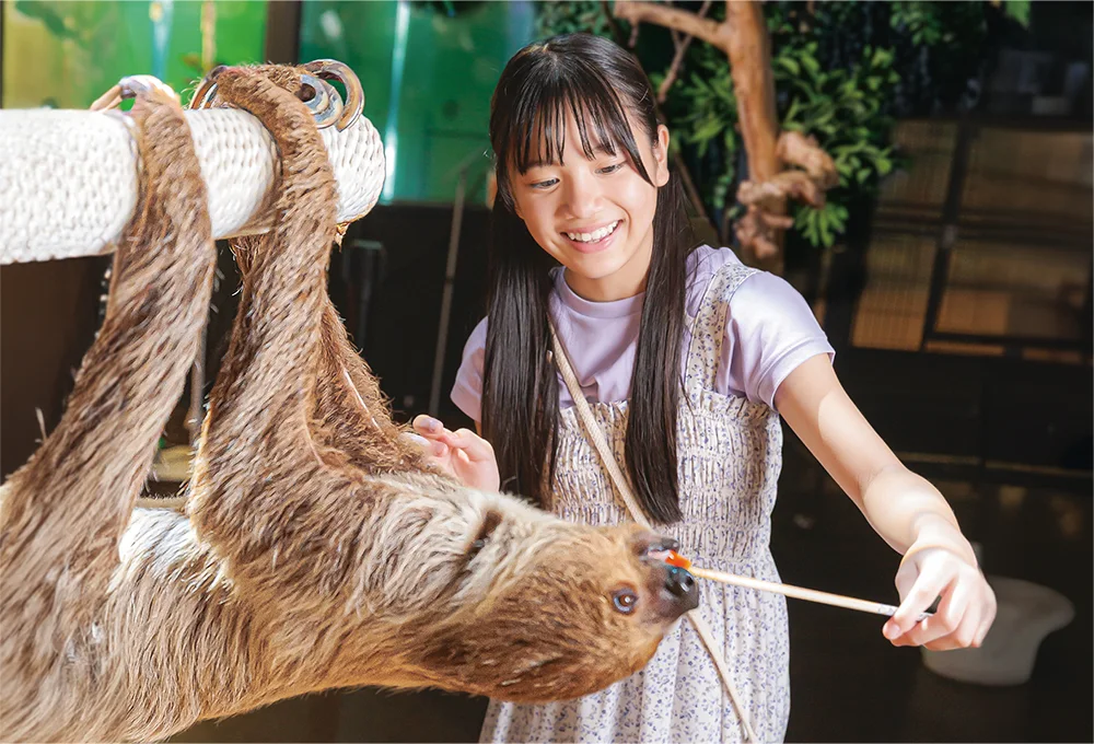 Sloth feeding experience at DMM Kariyushi Aquarium Okinawa