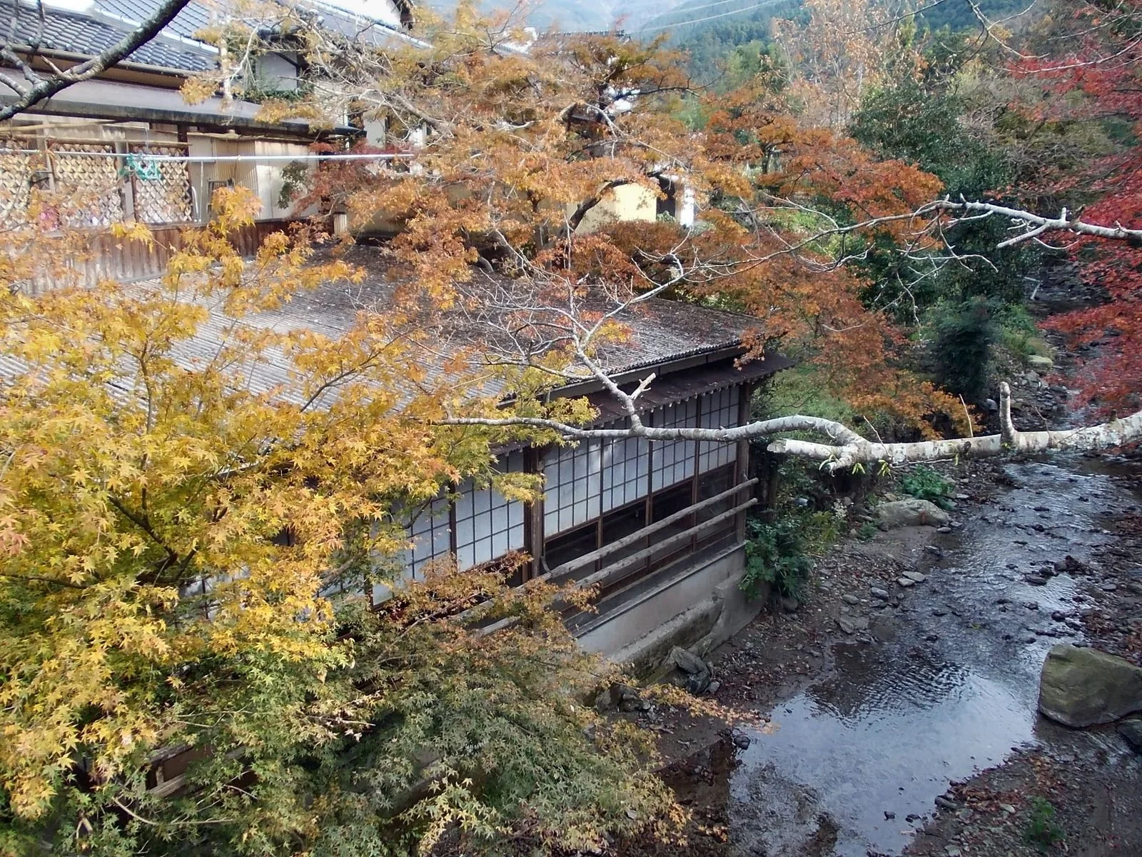 Late-November autumn colour near Akizuki in Fukuoka Prefecture