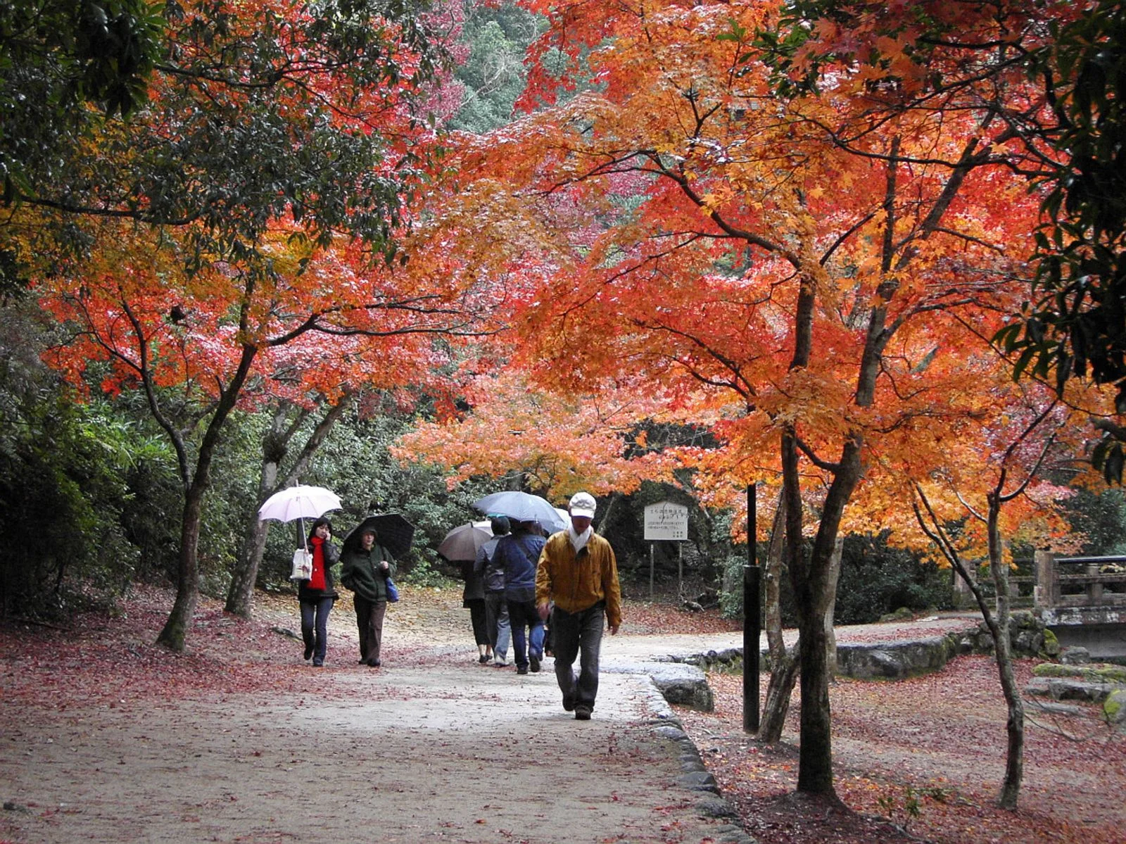 Miyajima autumn maple leaves showing the later western Japan foliage season