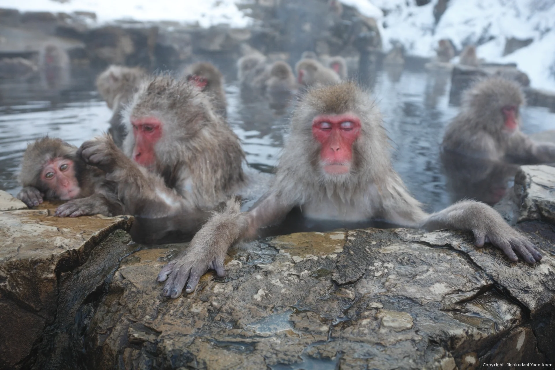 Japanese macaques resting beside the hot spring at Jigokudani Monkey Park in winter