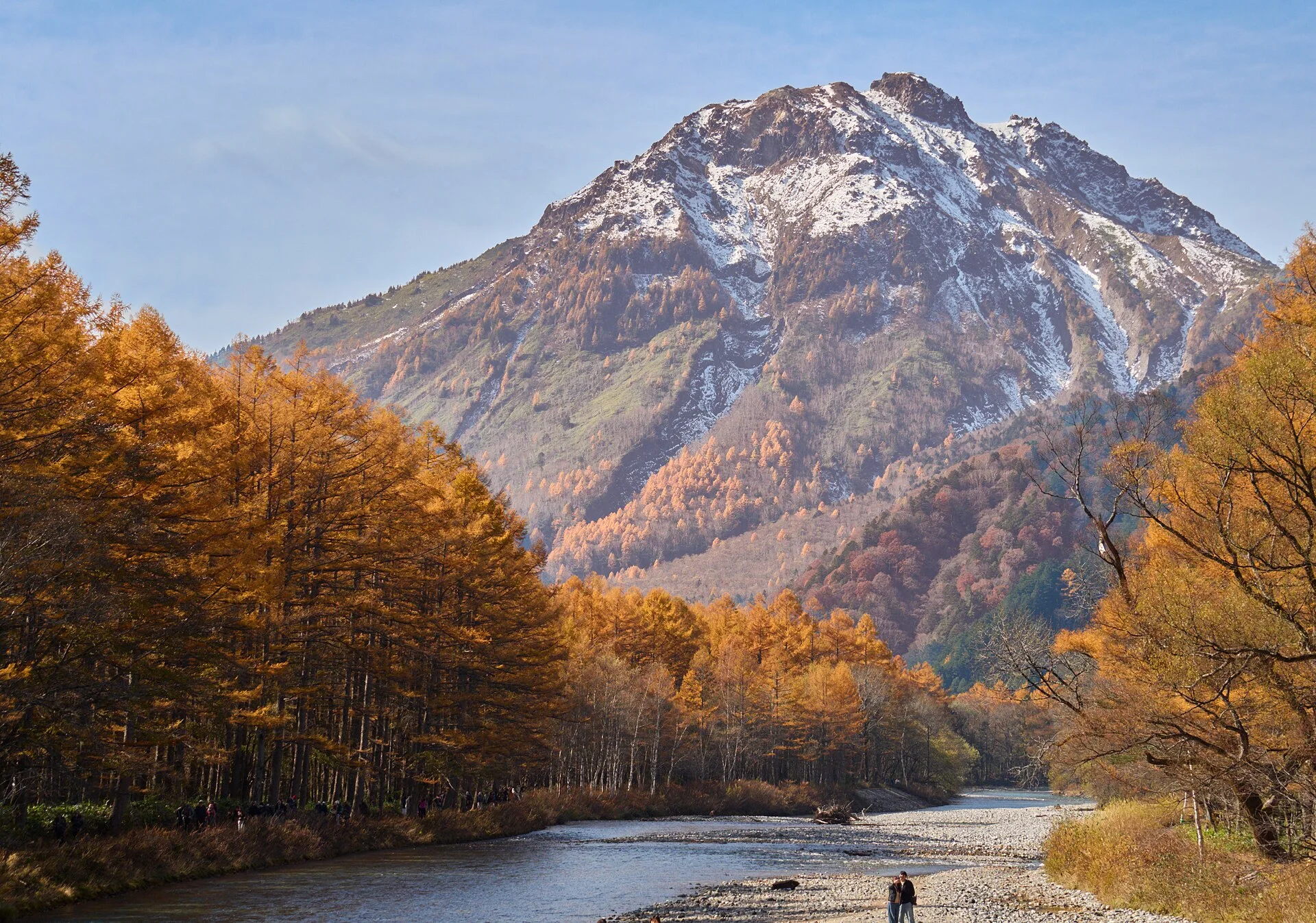 Golden larch beside the Azusa River during late Kamikochi fall foliage, explaining the shift from red to gold