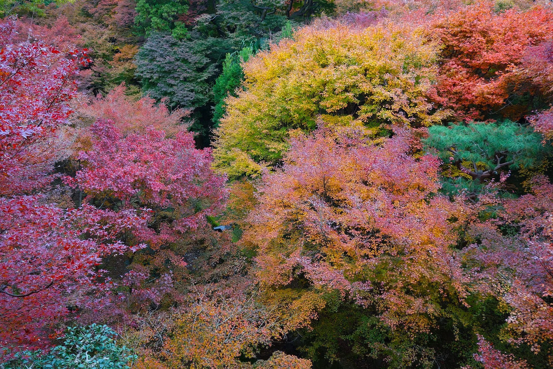 Tofukuji autumn foliage on a mid- or late-November Kyoto itinerary