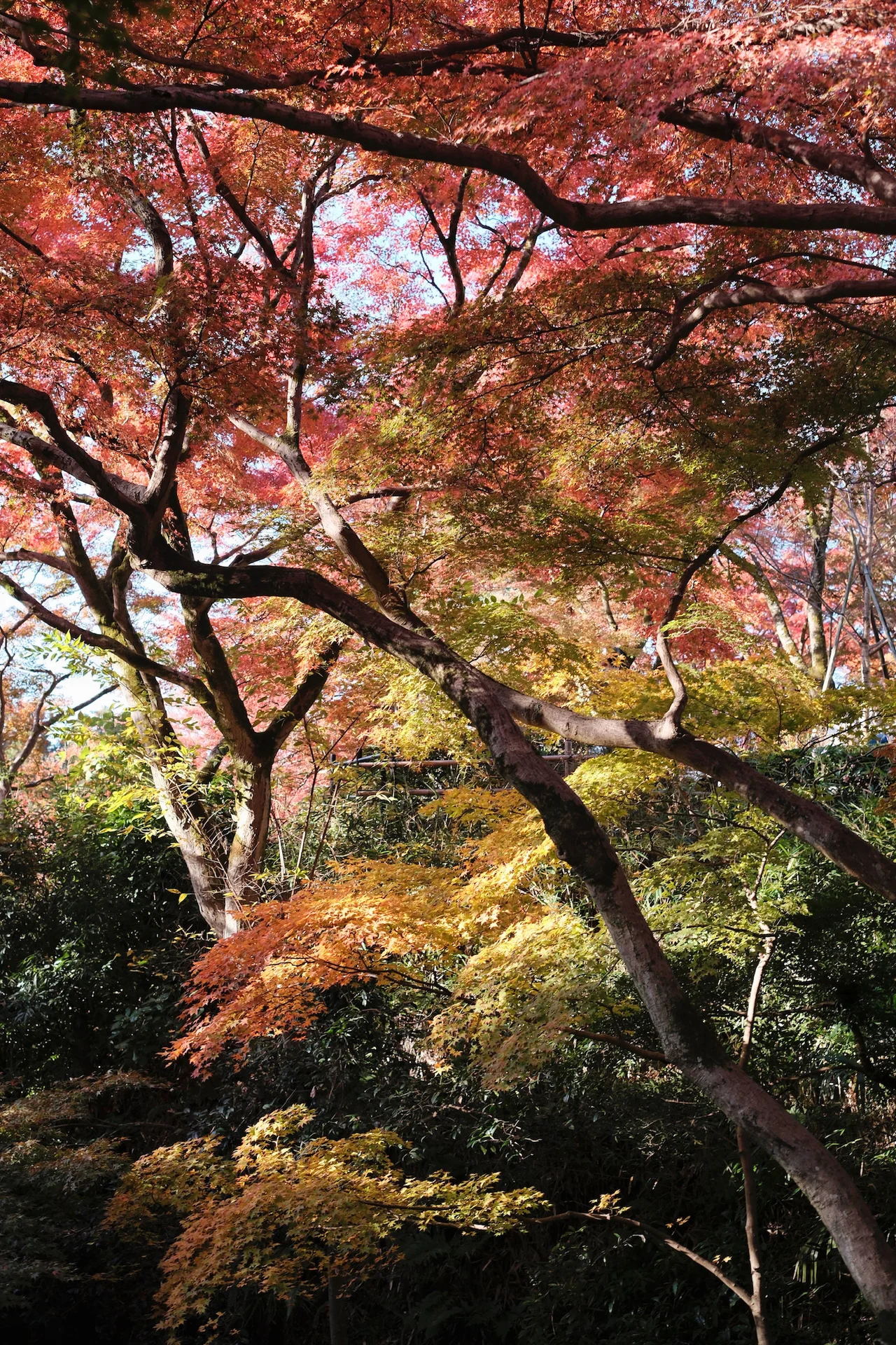 Kyoto Autumn Leaves by Elevation: Takao, Kibune and City Sequence — Japan travel guide