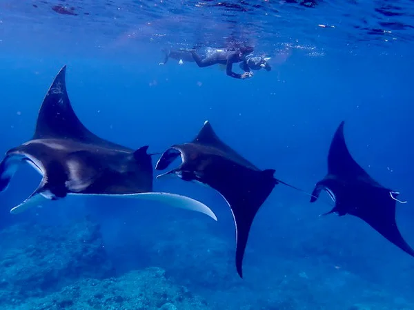 Ishigaki manta ray snorkeling in open water above coral; even a dedicated tour cannot guarantee a wild manta sighting.