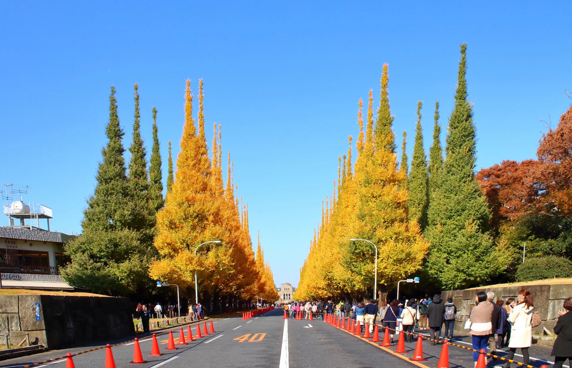 Golden ginkgo avenue leading toward the Meiji Memorial Picture Gallery at Meiji Jingu Gaien