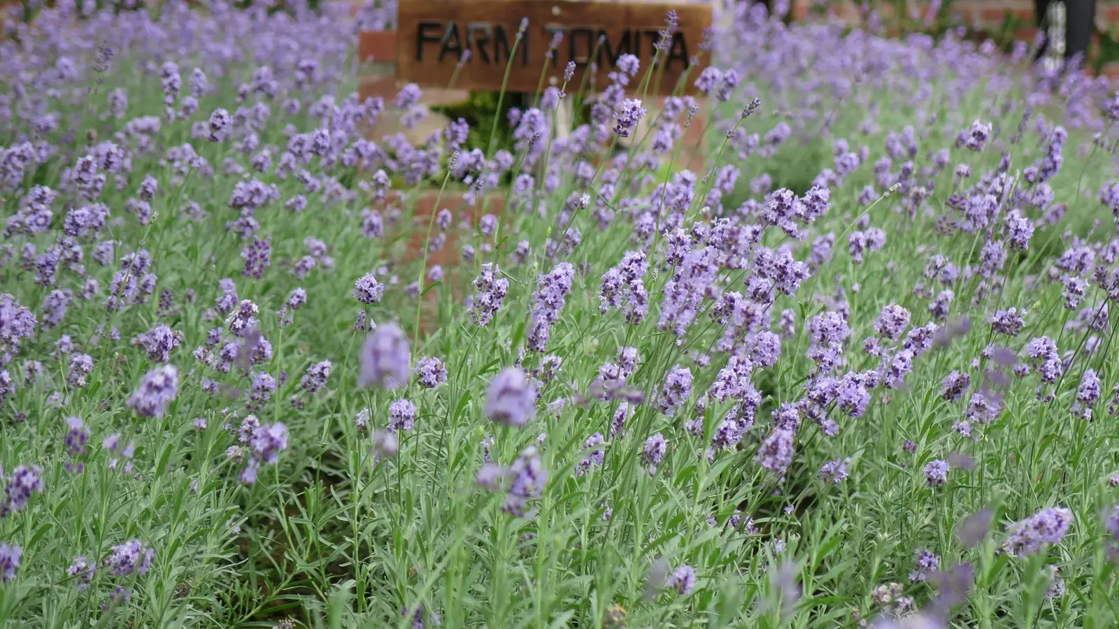 Farm Tomita’s lavender fields remain one of the easiest Furano highlights to plan without a rental car