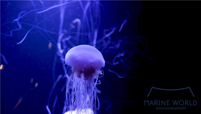 Jellyfish display at Marine World Uminonakamichi photographed in a dark blue exhibit space