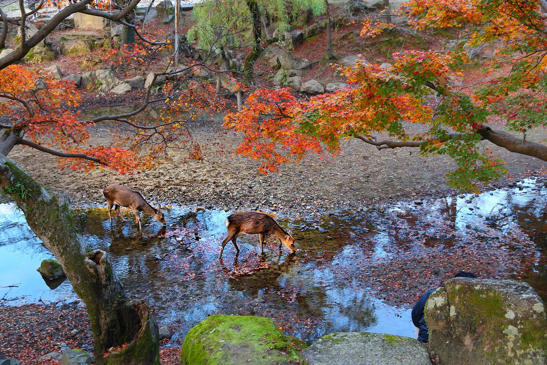 Accommodation view related to Nara Autumn Leaves Day Trip: Nara Park, Tanzan Shrine or Hasedera?