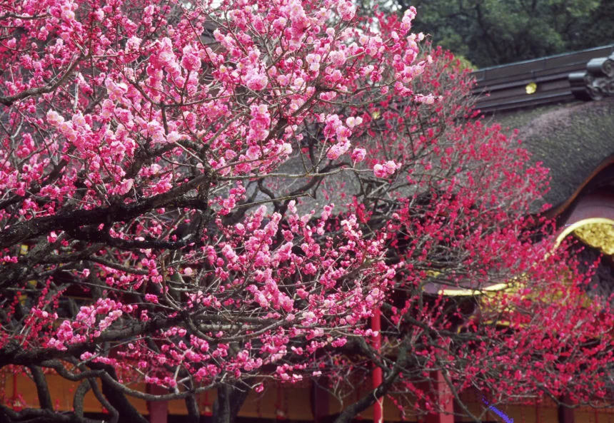 Dazaifu Tenmangu Shrine for a Fukuoka day trip