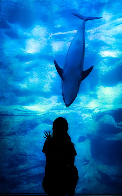 Night Aquarium lighting at Osaka Aquarium Kaiyukan after 5 PM