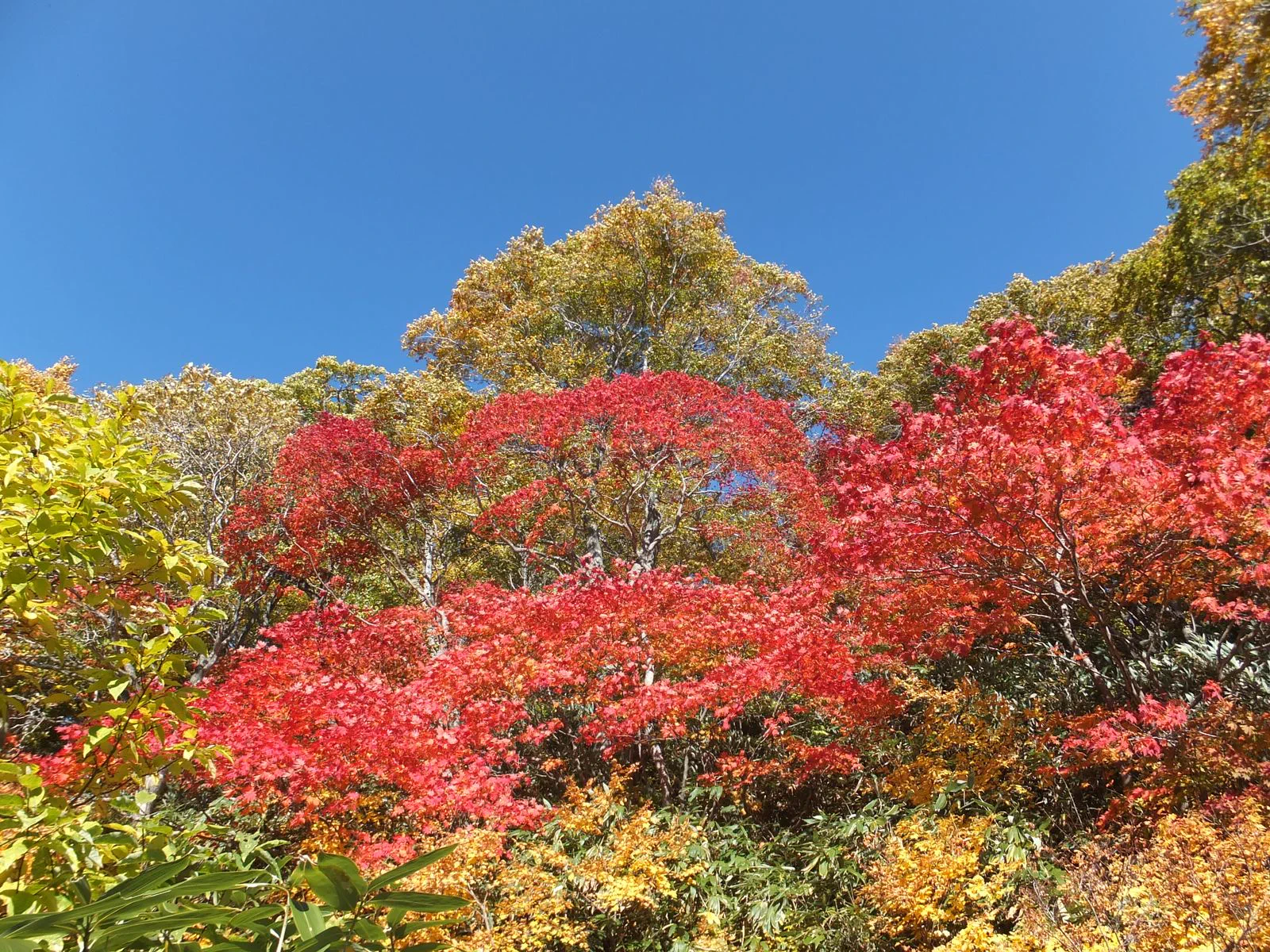 Onuma boardwalk and middle-elevation autumn foliage in Hachimantai