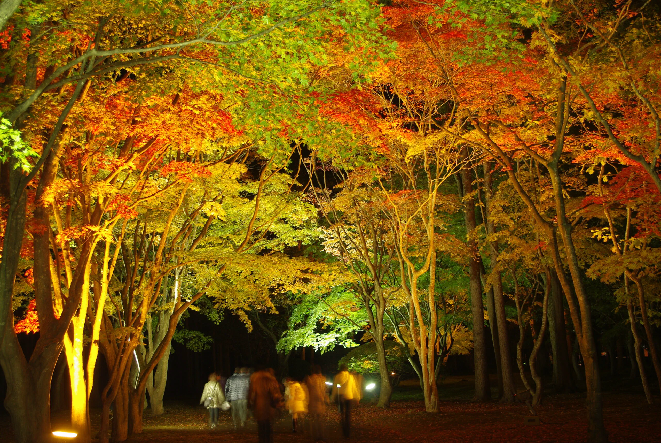 Kosetsuen autumn foliage illumination in Hakodate