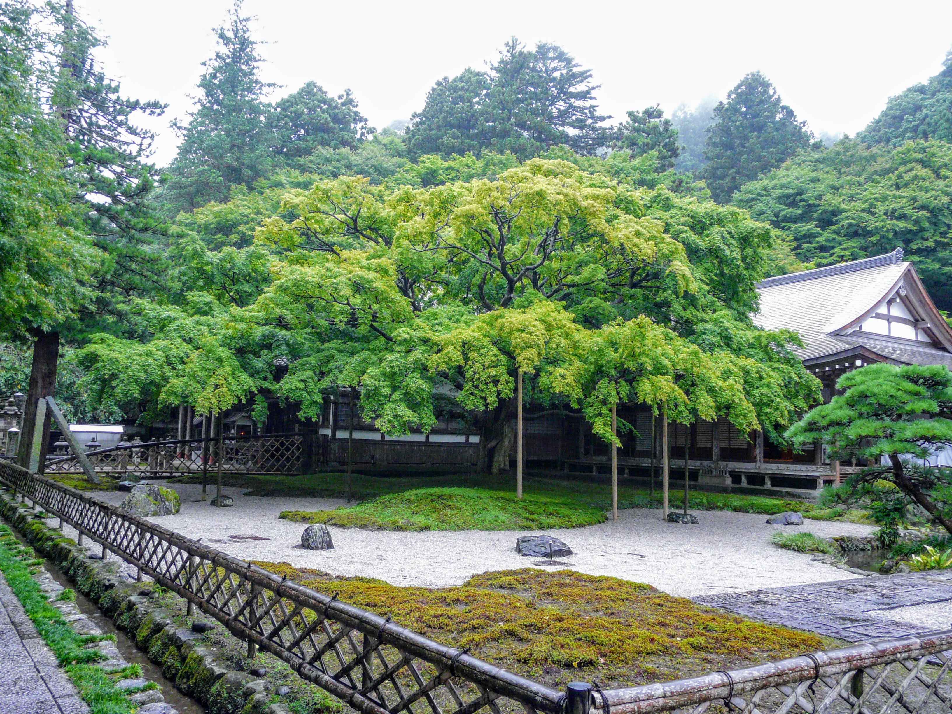 Large autumn maple at Raizan Sennyoji Temple in Fukuoka