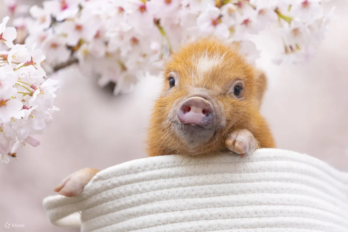 Micro pigs resting inside mipig cafe Fukuoka Tenjin