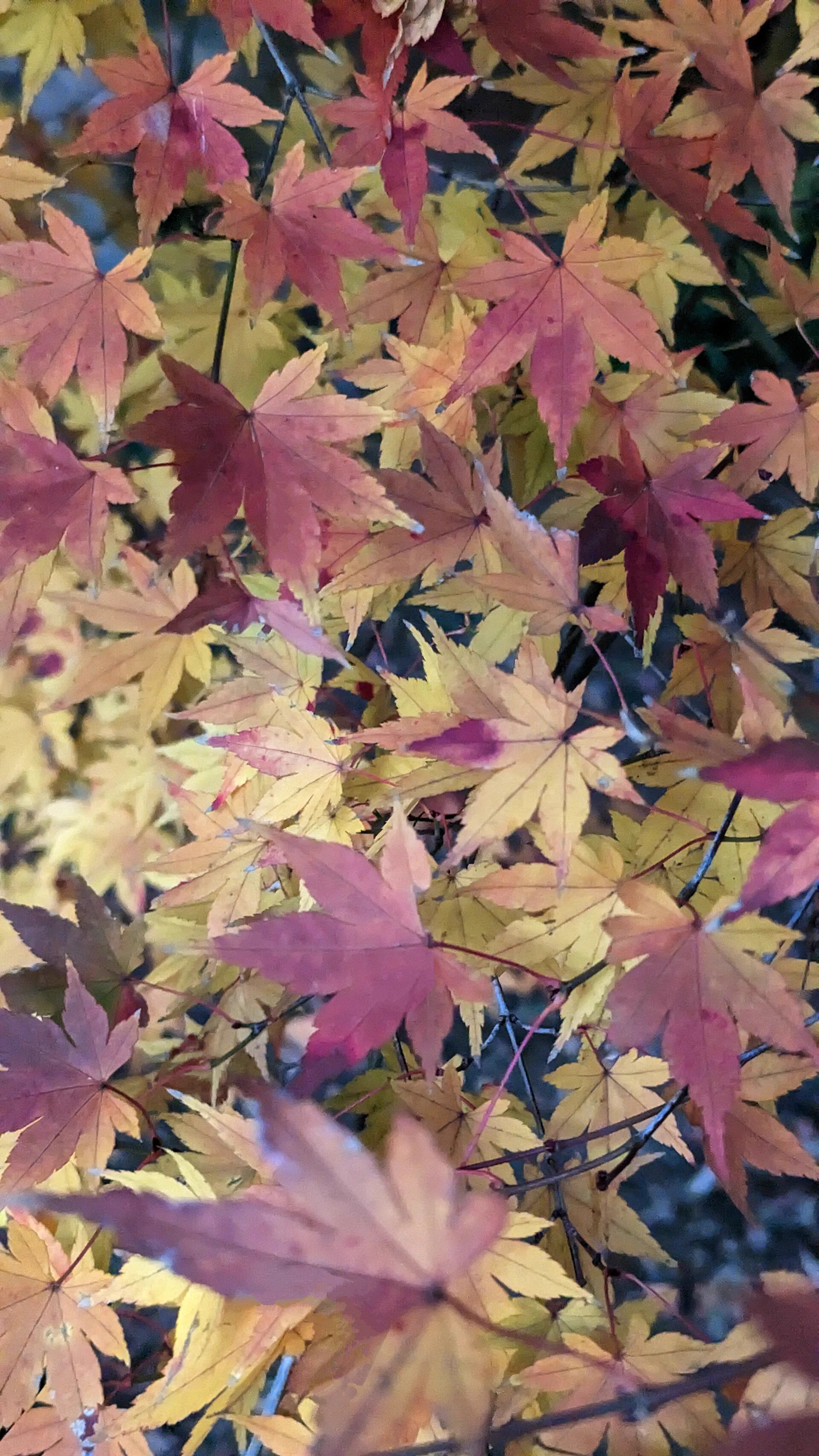 Tokyo fallen maple leaves in December for photography after the canopy has thinned