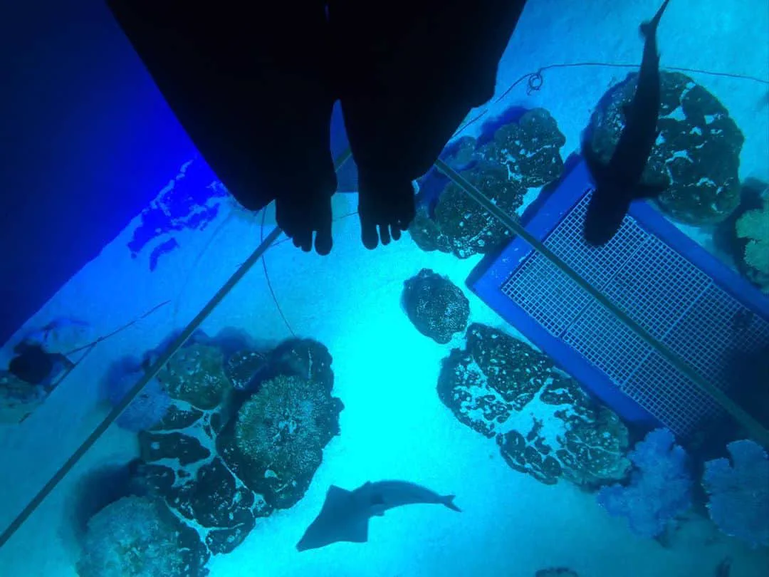 Glass floor above the marine tank at DMM Kariyushi Aquarium Okinawa