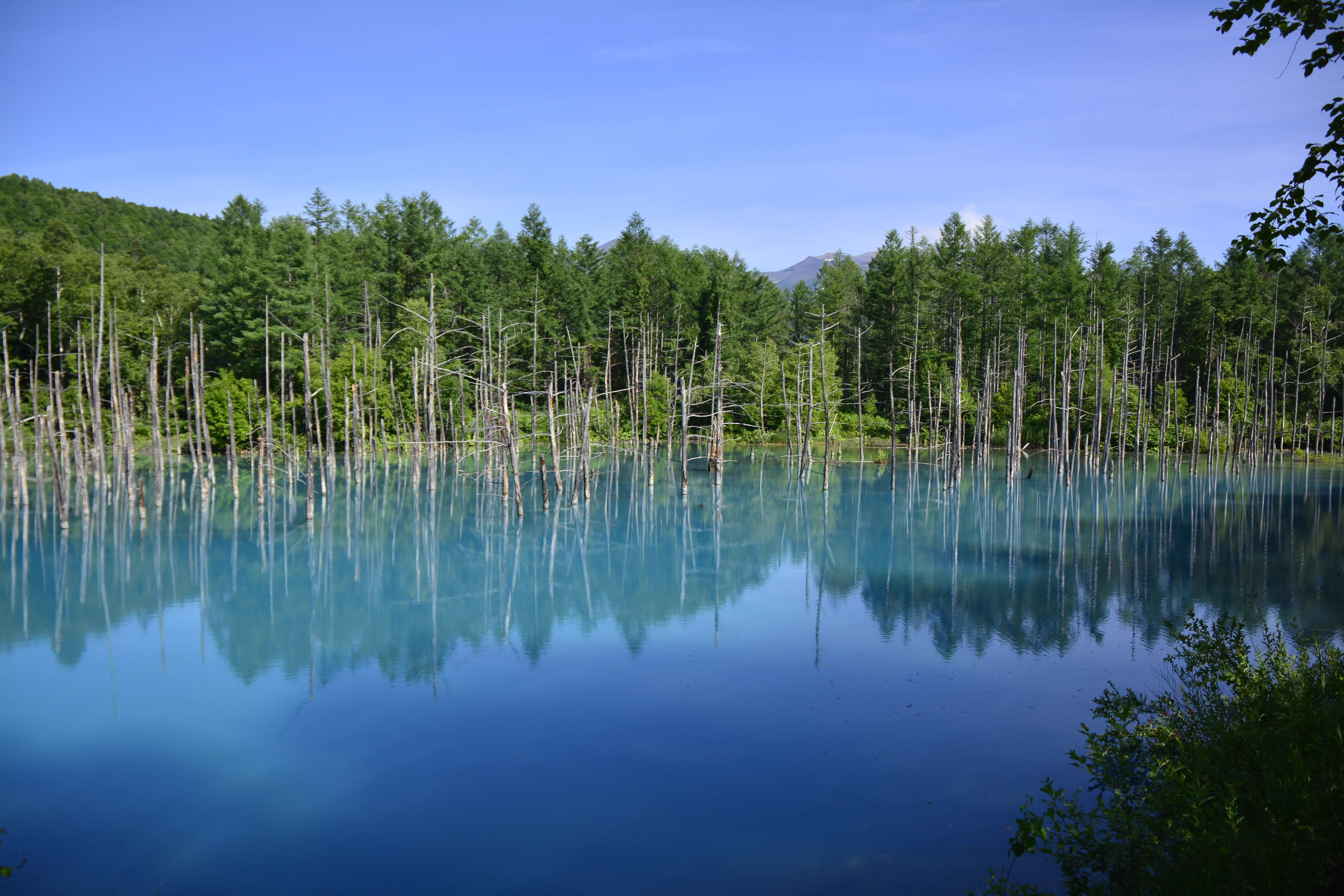 Shirogane Blue Pond in Biei as a scenery-focused overnight reason