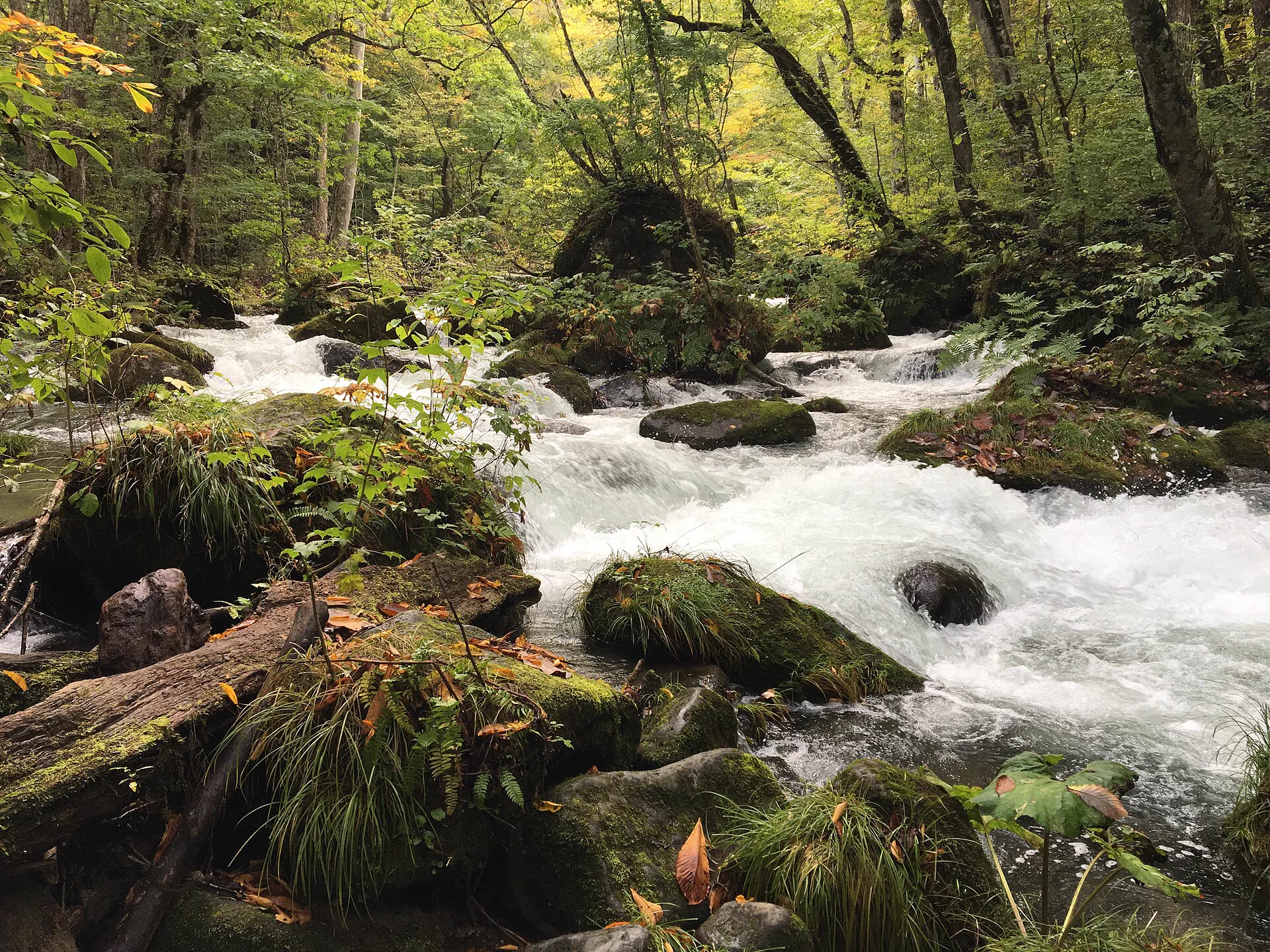 Forest, rocks and autumn water along Oirase Stream with weather risk