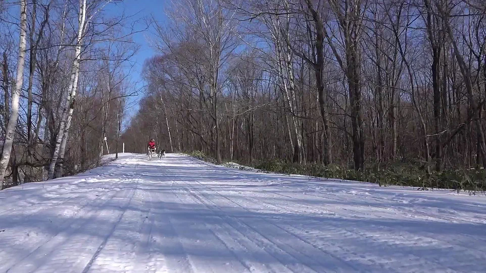 Self-drive dog sledding across the Tokachi snowfields in Hokkaido.