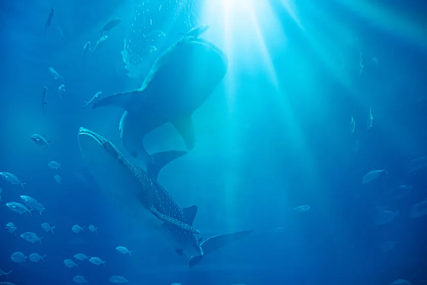 Whale shark and large fish in Osaka Aquarium Kaiyukan; Day 4 treats Kaiyukan as the bay area’s only major paid attraction.