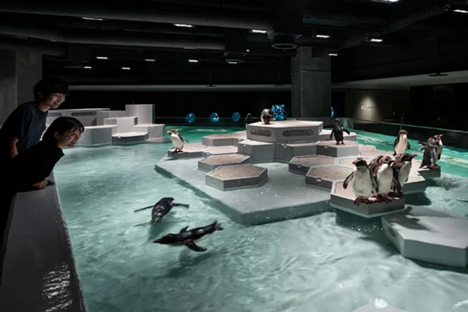 AOAO SAPPORO urban aquarium interior showing its compact observation-focused exhibit design