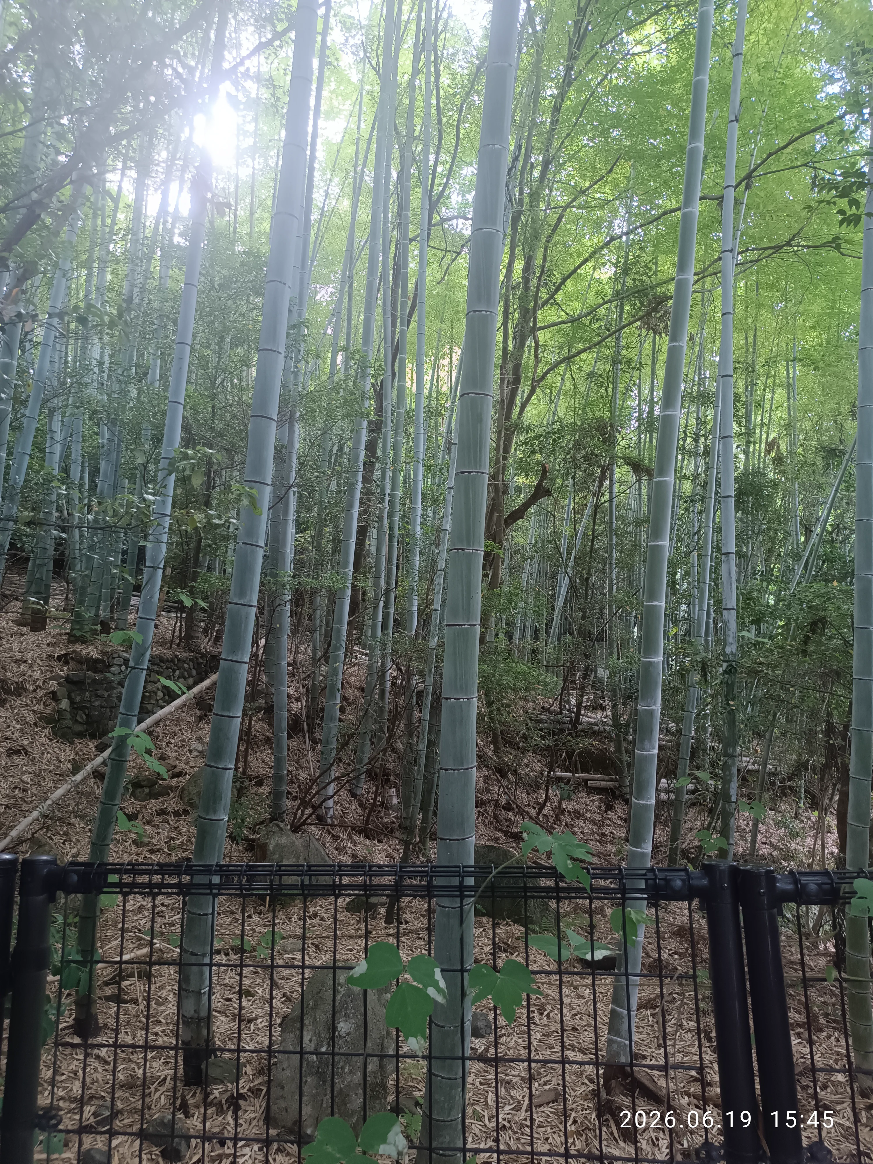 Arashiyama bamboo grove in Kyoto; private-car value rises when a group crosses several distant Kyoto districts