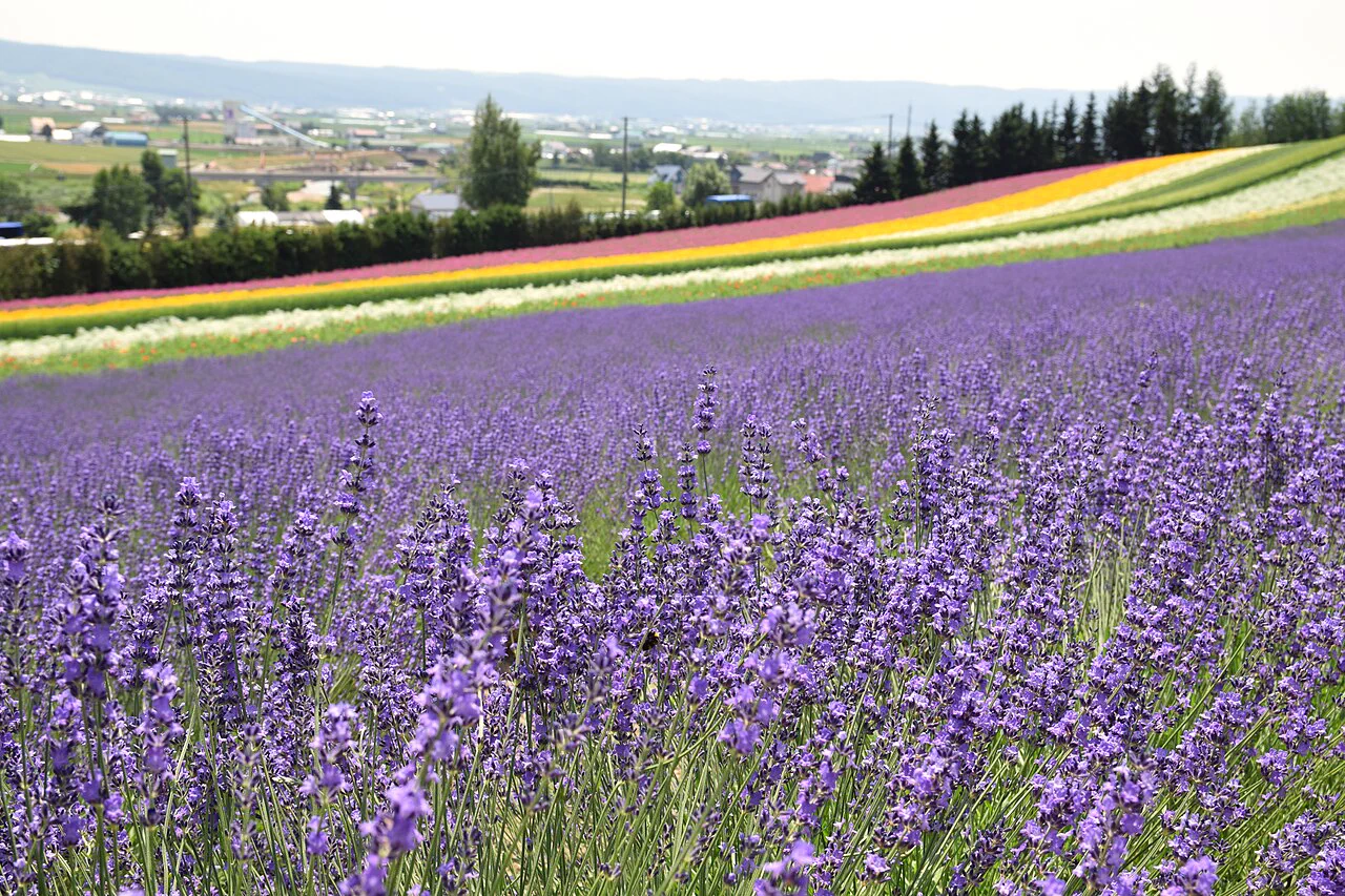 Furano scenery in Hokkaido. A private car earns its cost when several scattered Furano and Biei stops would otherwise require repeated transfers.
