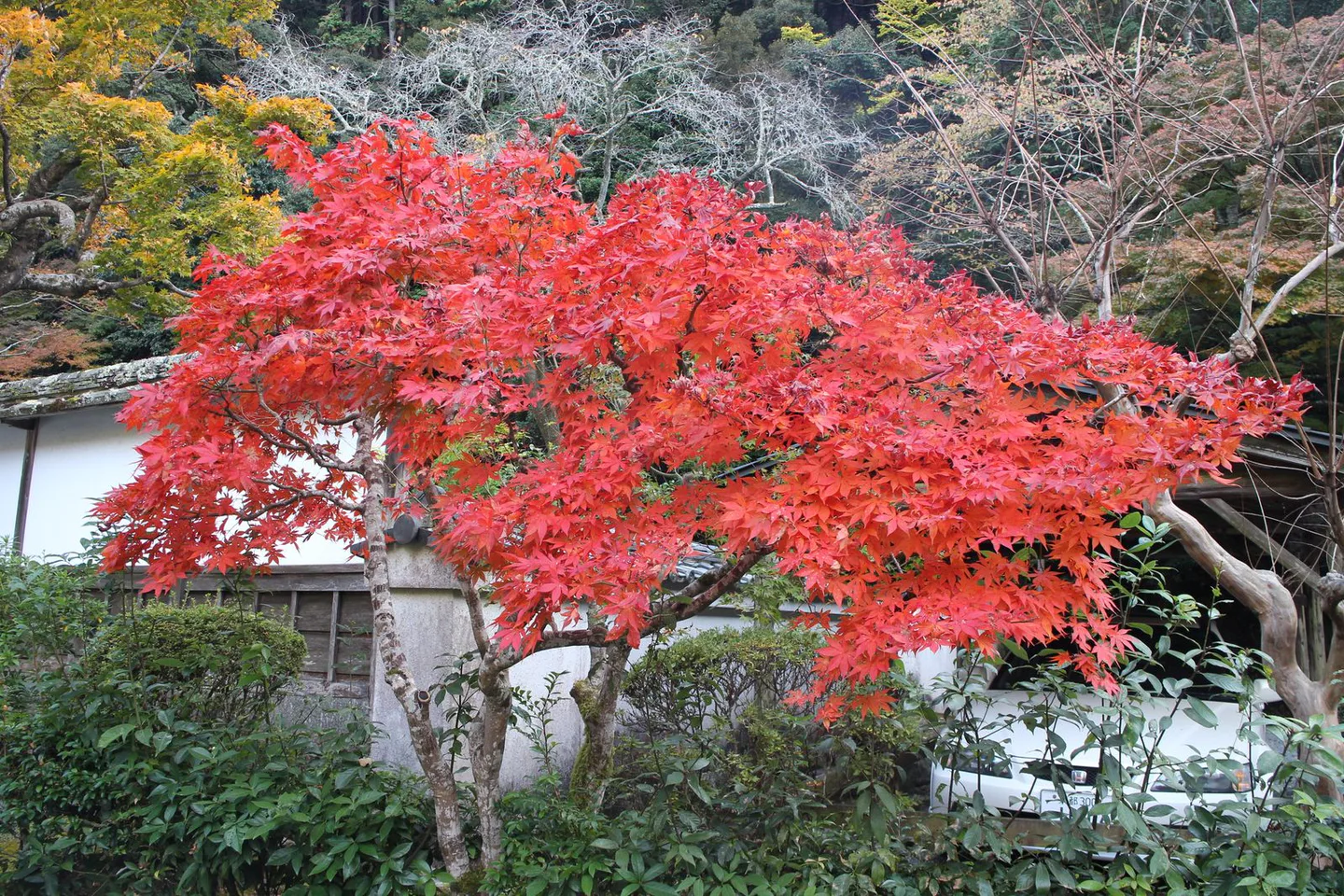 Autumn leaves in Kyoto showing the layered clothing needed for city walking and cooler temple evenings