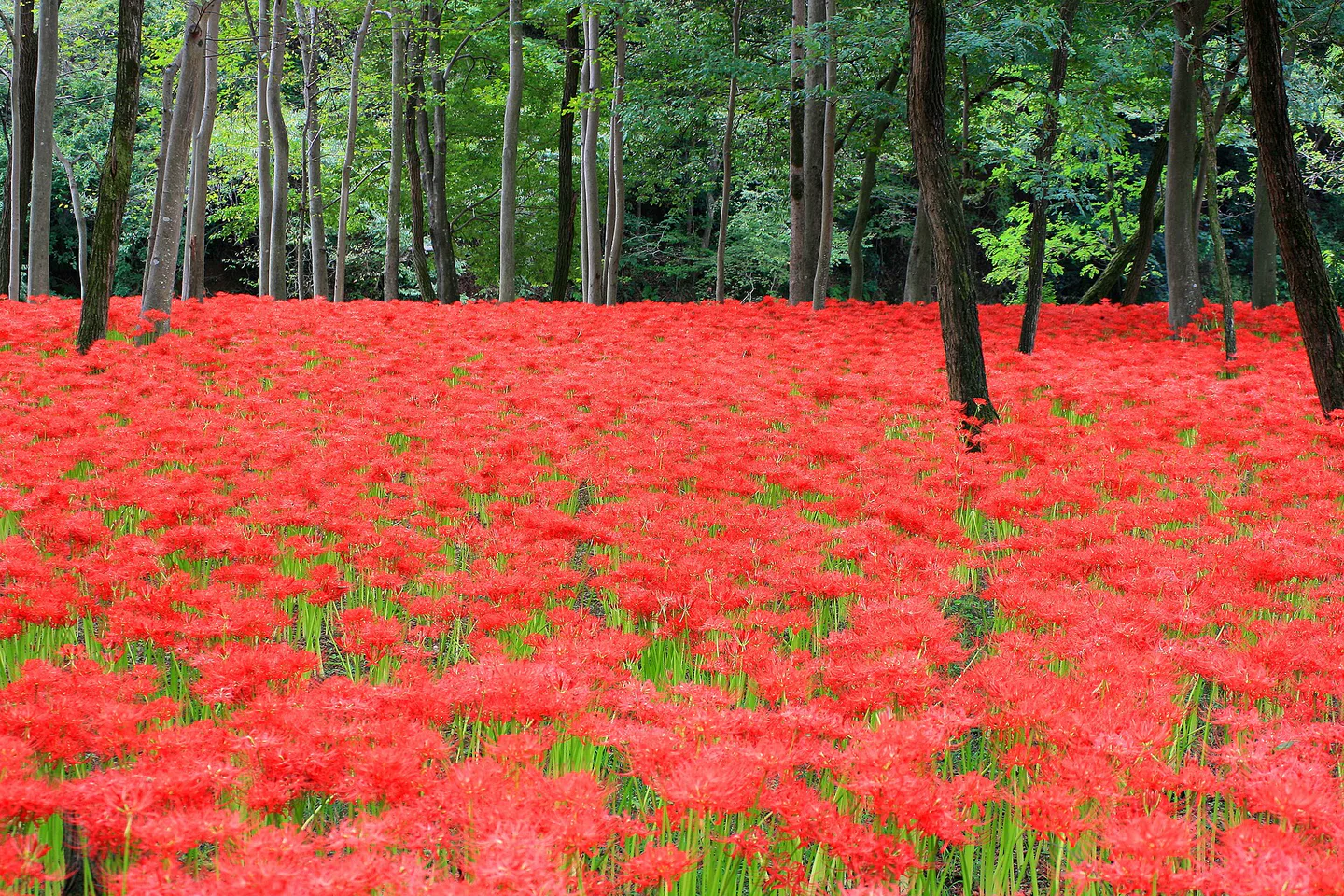Kinchakuda Red Spider Lilies 2026: Festival Dates Are Not Peak Dates — Japan travel guide