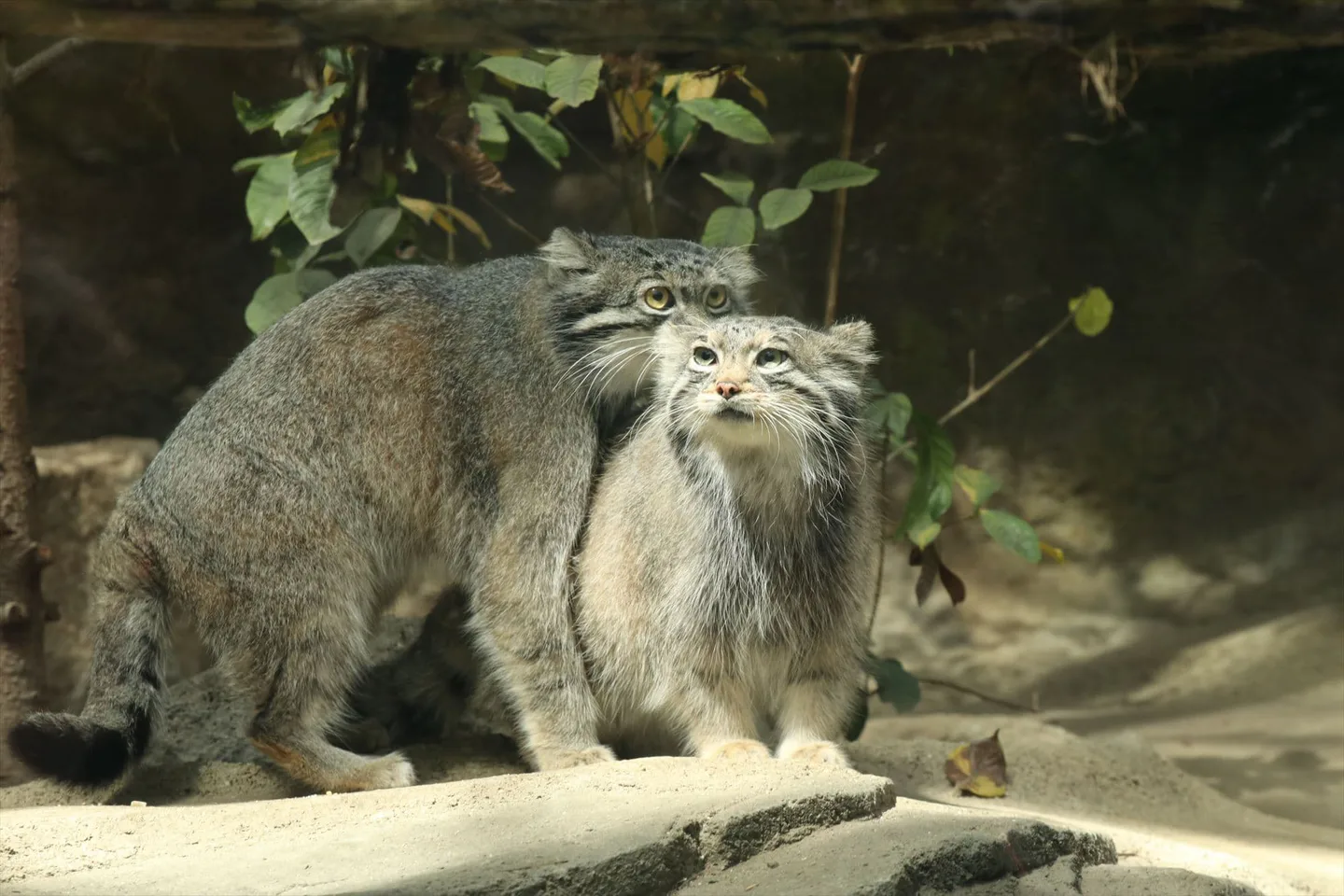 Kobe Animal Kingdom’s ¥2,400 Admission Is the Wrong Ticket for Most Sannomiya Visitors — Japan travel guide