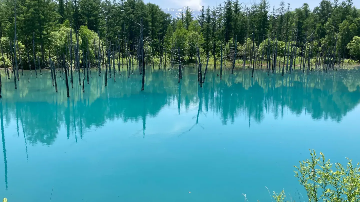 Furano and Biei Without a Car: Is It Practical? — Japan travel guide
