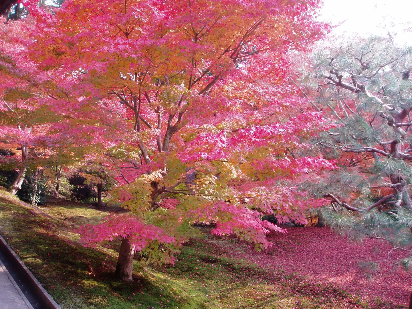 Tofukuji Fushimi Inari Uji Day Trip: JR, Keihan, Foliage and Crowds — Japan travel guide