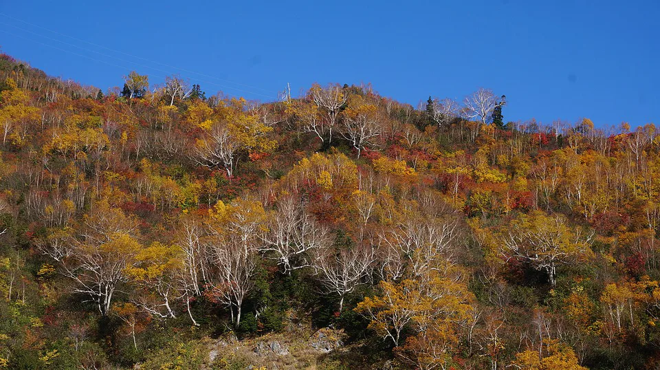 Central Japan autumn leaves route across Tateyama, Kamikochi, Takayama and Kanazawa