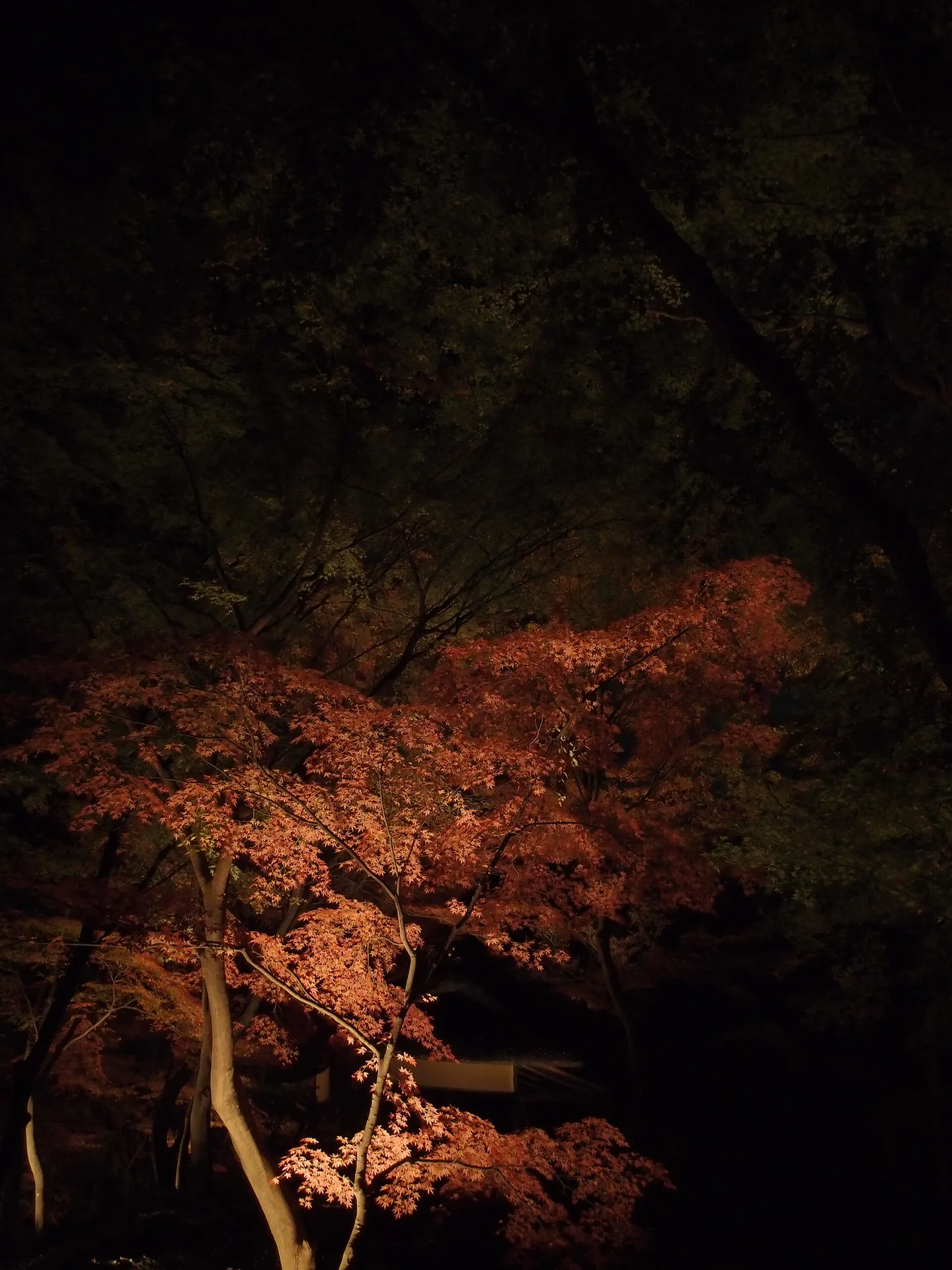 Japan Autumn Leaves December: Tokyo, Kyoto, Osaka, Nara and Kyushu — Japan travel guide