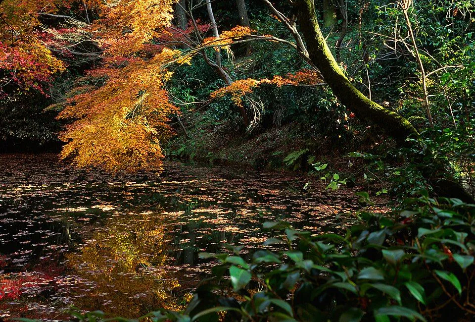 Autumn maples beside the pond at Kiyomizu-dera in Kyoto, illustrating late-season city foliage