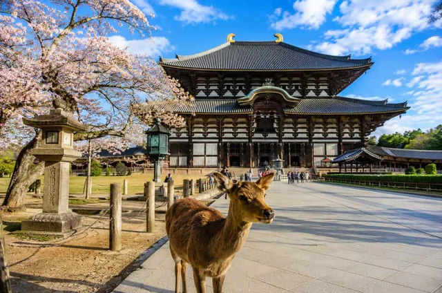 Nara Day Trip or Overnight? When Is One Night Worth It? — Japan travel guide