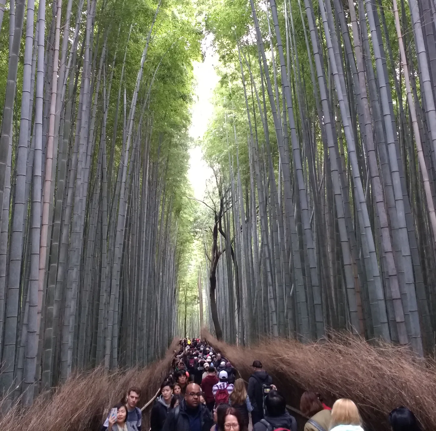 Arashiyama bamboo grove: if it is included in a one-day Kyoto route, remove Fushimi Inari to avoid a third cross-city transfer