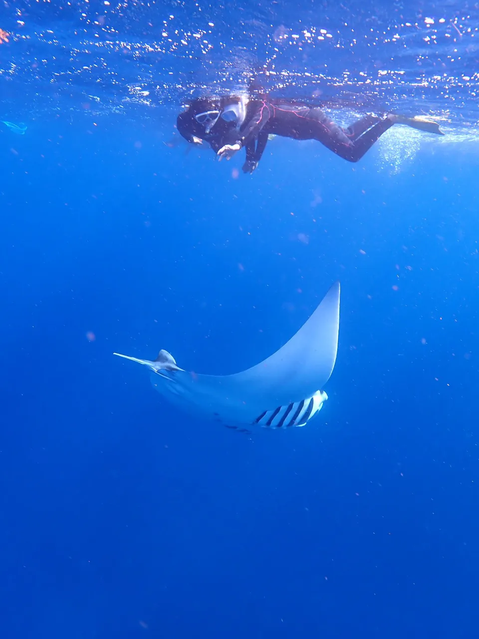 Ishigaki Manta Ray Snorkeling: Manta Tour, Blue Cave or Phantom Island? — Japan travel guide