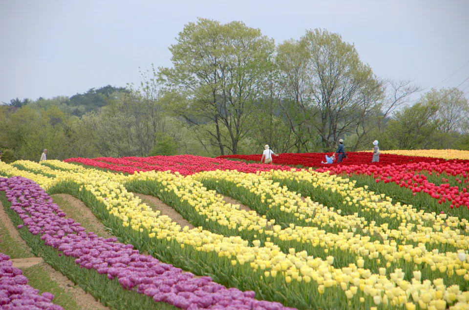 Sera Kogen Farm or Hanayume no Sato? Hiroshima Flower Guide — Japan travel guide