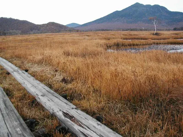Oze grass foliage and boardwalk as an early Chubu autumn option
