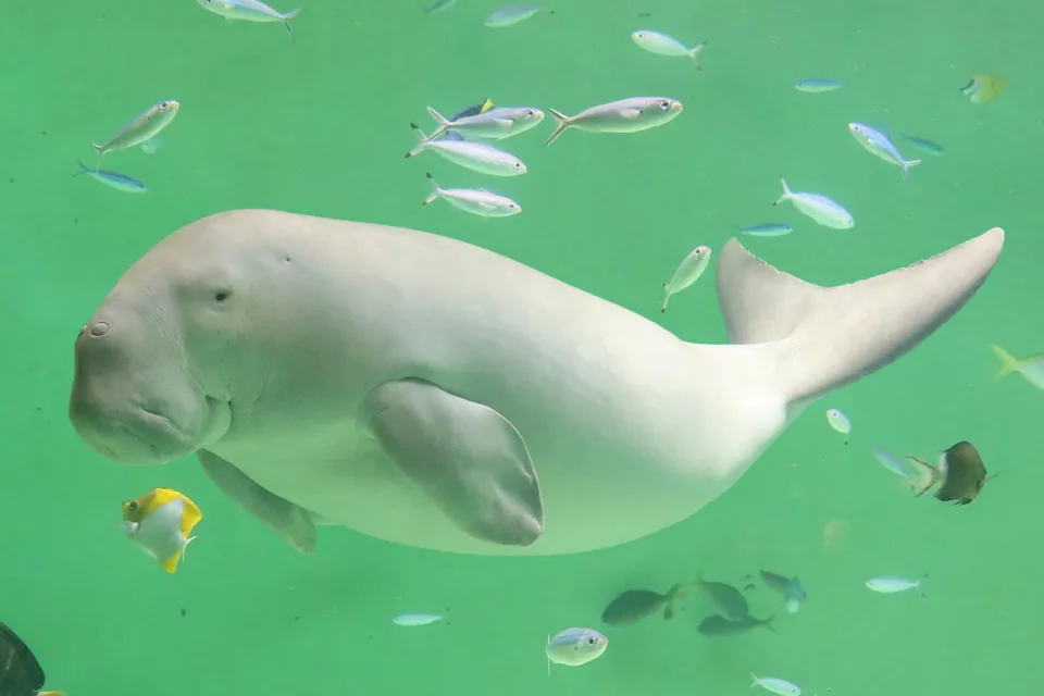 Toba Aquarium 2026: Is the Sea Otter and Dugong Detour Worth It? — Japan travel guide